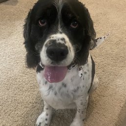 English springer spaniel