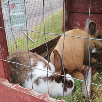 Greg's U-Pick - Rabbits at the farm. - Pick Your Own Farms Near Me - Clarence Center, New York