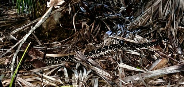 Weedon Island Preserve by null