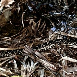 Weedon Island Preserve Cultural and Natural History Center - 6 foot long, eastern diamondback rattlesnake