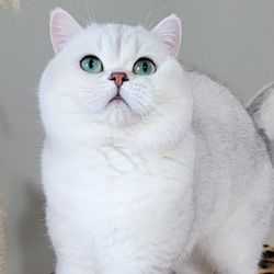 Oscarbritt Cattery - Velur