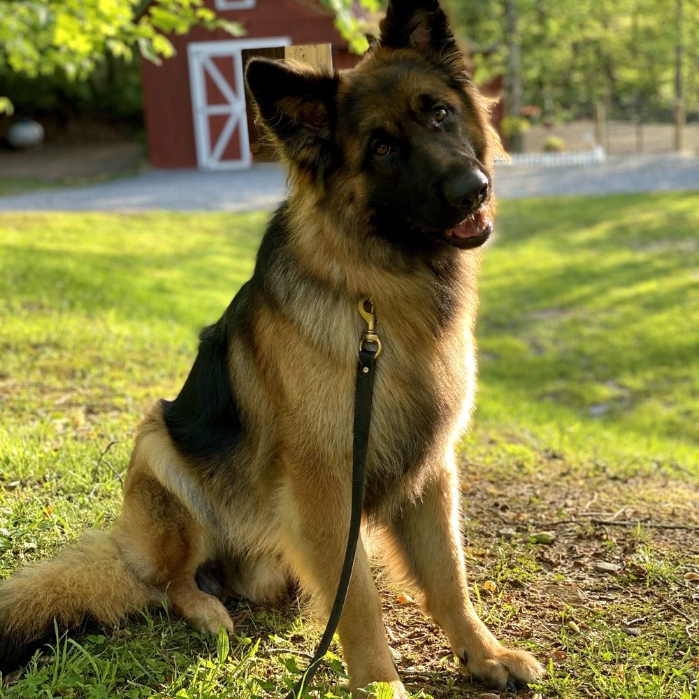 Spirited K9 - Bear sitting like a good boi. - Pet Training Near Me - Blue Ridge, Georgia Spirited K9 - Bear sitting like a good boi. - Pet Training Near Me - Blue Ridge, Georgia