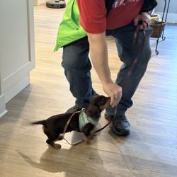 Private Student Training Their Weiner Dog