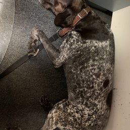 My dog pooped out after enjoying the holiday weekend at Dublin Creek Kennel. My dog pooped out after enjoying the holiday weekend at Dublin Creek Kennel.