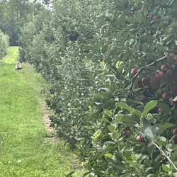 Kapnick Orchards - Wild turkeys roaming the Orchard