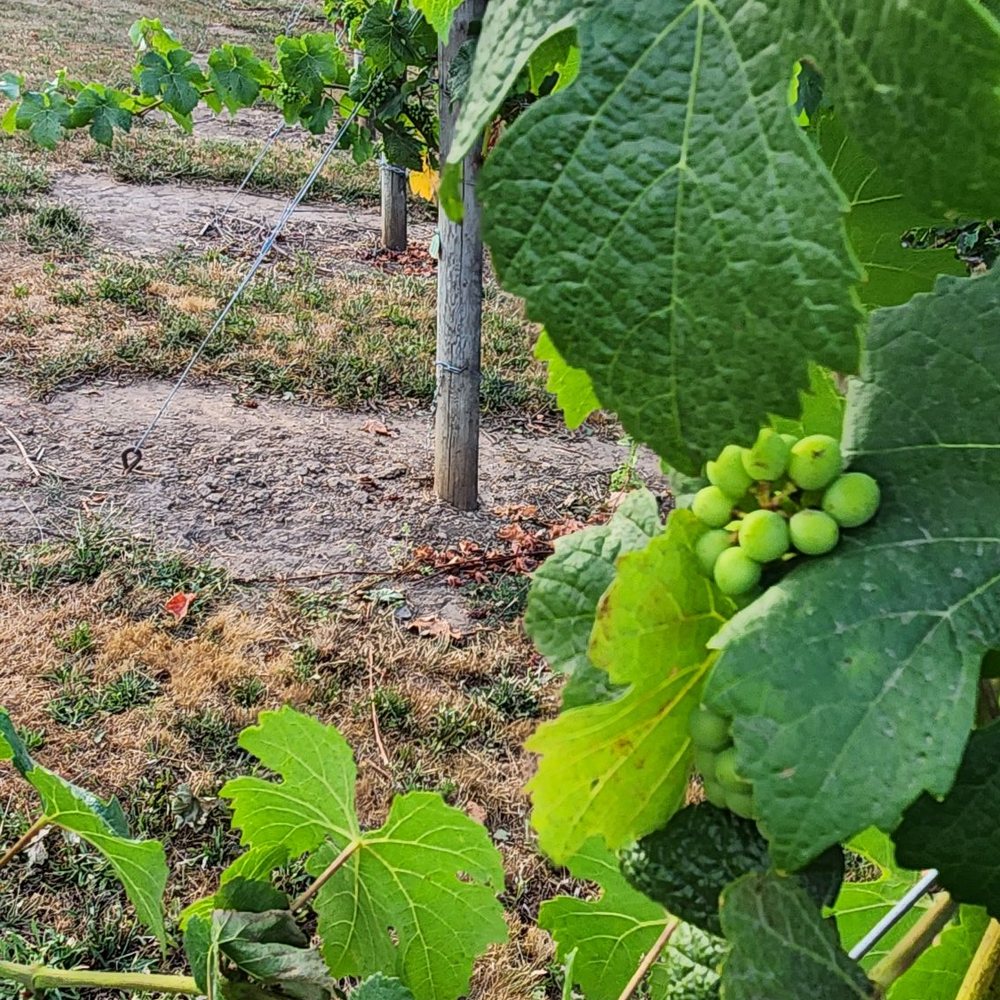 Oswego Hills Winery - grapes growing on the vine - Wineries Near Me - West Linn, Oregon Oswego Hills Winery - grapes growing on the vine - Wineries Near Me - West Linn, Oregon