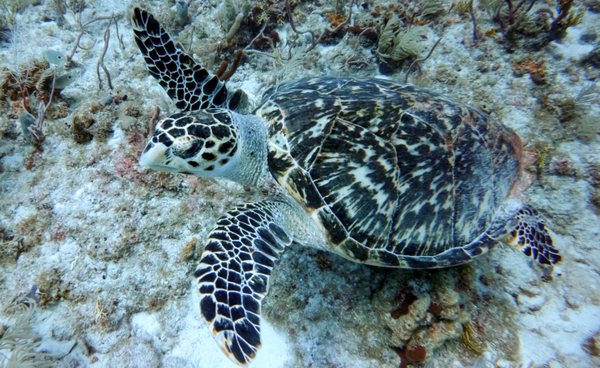 Islamorada Dive Center by null