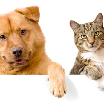 MobileVet Memphis - Veterinarians Near Me MobileVet Memphis - Veterinarians Near Me