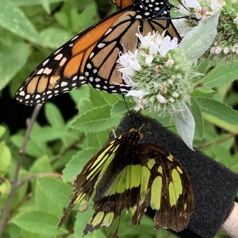 Chattahoochee Nature Center - Monarchs and malachite - Botanical Gardens Near Me - Roswell, Georgia