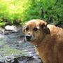 Happy Pets Veterinary Center