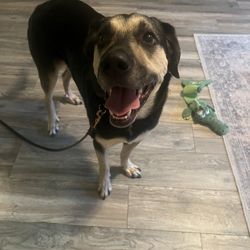 Champion K9 Companions - Former reactive dog trained boy who minds his owners