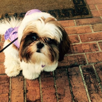 Pawsitive Futures - Star, in her new coat, working on polite leash walking in a private lesson. - Pet Training Near Me Pawsitive Futures - Star, in her new coat, working on polite leash walking in a private lesson. - Pet Training Near Me