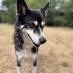 Camp Zoo & Pet Ranch