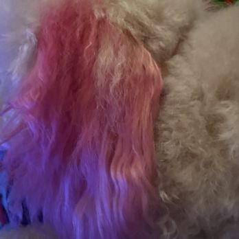 Cosmic Cuts & Colors - This is the left (the good) ear. Color is uneven and blotchy. - Pet Groomers Near Me Cosmic Cuts & Colors - This is the left (the good) ear. Color is uneven and blotchy. - Pet Groomers Near Me