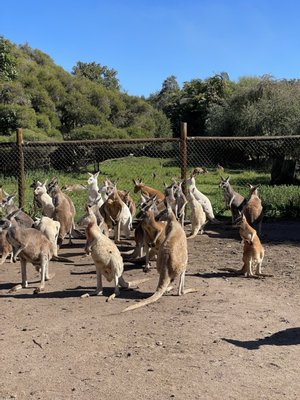 Caversham Wildlife Park by null
