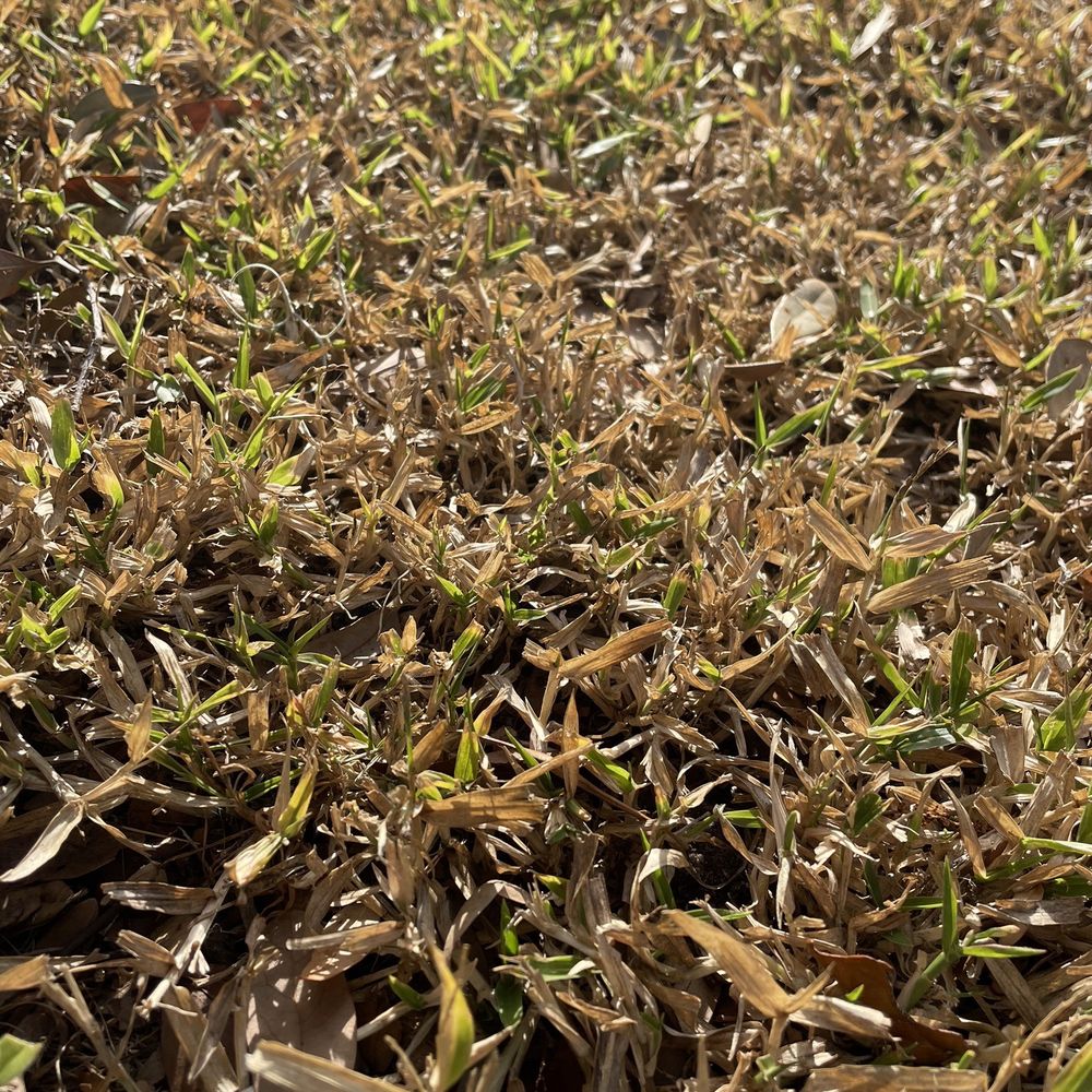 Only thing that is dying is my st Augustine grass. Only thing that is dying is my st Augustine grass.