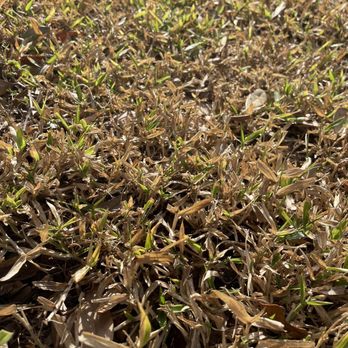 TruGreen Lawn Care - Only thing that is dying is my st Augustine grass. - Tree Services Near Me - Oldsmar, Florida TruGreen Lawn Care - Only thing that is dying is my st Augustine grass. - Tree Services Near Me - Oldsmar, Florida