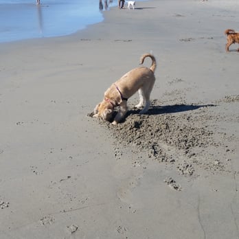 Coronado Dog Beach - Where your terrier can dig to their hearts content... - Beaches Near Me - Coronado, California