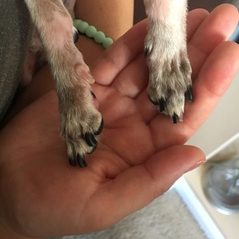 Treats Unleashed - His poor feet hurt & bled - Pet Stores Near Me - St. Peters, Missouri Treats Unleashed - His poor feet hurt & bled - Pet Stores Near Me - St. Peters, Missouri