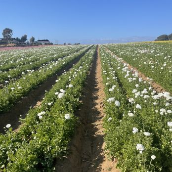 The Flower Fields - Venues & Event Spaces Near Me - Carlsbad, California The Flower Fields - Venues & Event Spaces Near Me - Carlsbad, California