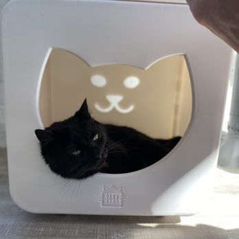 Purrfect Day Cat Cafe - Clark! - Pet Adoption Near Me - Covington, Kentucky Purrfect Day Cat Cafe - Clark! - Pet Adoption Near Me - Covington, Kentucky