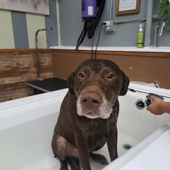 Barkhouse No 14 - Charlie getting groomed. He's never smelt better. - Pet Groomers Near Me - Tracy, California