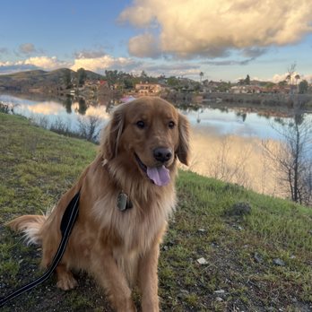 Vail Ranch Goldens - Pet Breeders Near Me Vail Ranch Goldens - Pet Breeders Near Me