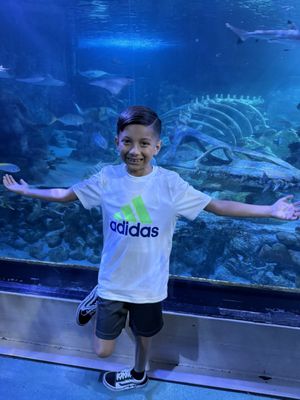 SEA LIFE Arizona Aquarium by null