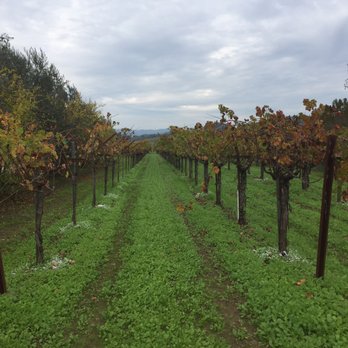 Frog's Leap Winery - Vineyards - Wineries Near Me - Rutherford, California