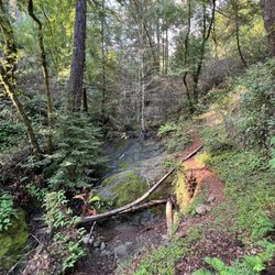Leo T. Cronin Fish Viewing Area - Nature