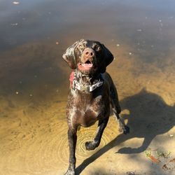 Atlantic Beach Dog Park
