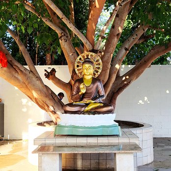 Dharma Vijaya Buddhist Vihara - The vihara's bodhi tree, next to the meditation hall. - Buddhist Temples Near Me - Los Angeles, California Dharma Vijaya Buddhist Vihara - The vihara's bodhi tree, next to the meditation hall. - Buddhist Temples Near Me - Los Angeles, California