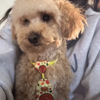 Pet Supplies Plus - Grooming - Pet Groomers Near Me - Oro Valley, Arizona