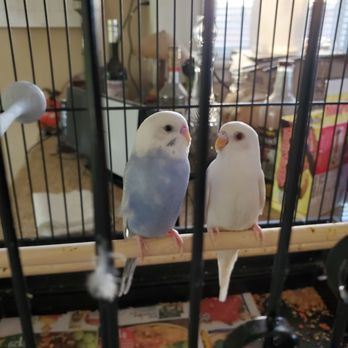 Super Pets - Pet Stores Near Me - Temple City, California Super Pets - Pet Stores Near Me - Temple City, California