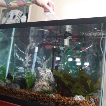 Harris In Wonderland - His tank, fishies new home - Pet Stores Near Me - Canton, Connecticut Harris In Wonderland - His tank, fishies new home - Pet Stores Near Me - Canton, Connecticut
