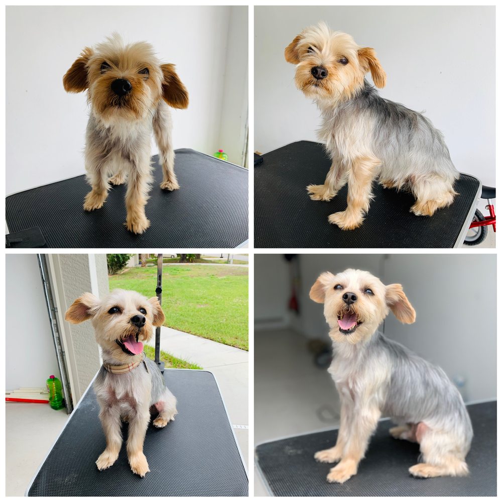 MR ROGERS MOBILE PET GROOMING Updated June 2024 41 Photos North