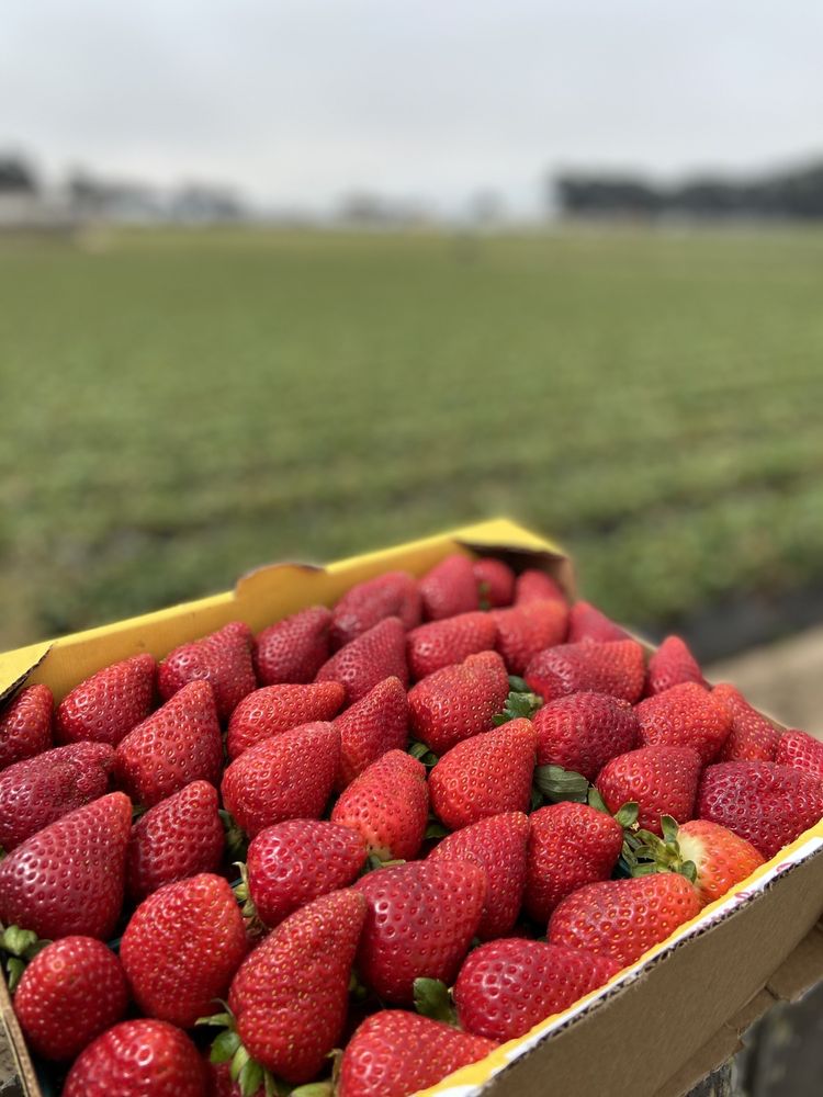 OKUI’S STRAWBERRY N FRUIT STAND 115 Photos & 85 Reviews Fruits & Veggies 1234 Highland Way