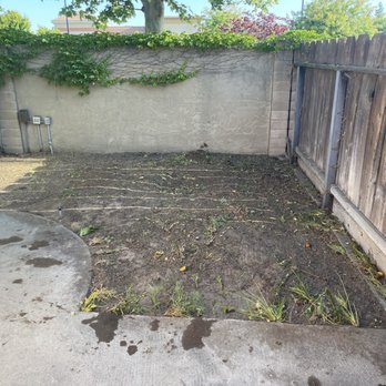 Clark's Tree Works - They removed a unkept massive lemon tree - Tree Services Near Me - Modesto, California