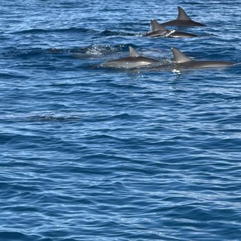 Captain J’s Kauai Offshore Adventures - Boat Tours Near Me - Eleele, Hawaii Captain J’s Kauai Offshore Adventures - Boat Tours Near Me - Eleele, Hawaii
