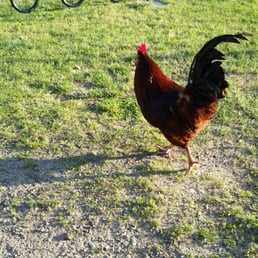 The Rooster The Rooster