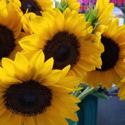 Clemmons Florist - Sunflowers from local vendor