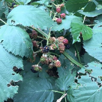 LouEddie's Pizza - Wild blackberries - Pizza Near Me - Skyforest, California