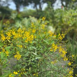 Green Thumb Nursery - All year color