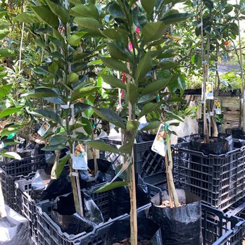 Charles Nii Nursery - Nurseries & Gardening Near Me - Honolulu, Hawaii