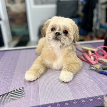 Danielle Grooms - After - Pet Groomers Near Me - Colorado Springs, Colorado Danielle Grooms - After - Pet Groomers Near Me - Colorado Springs, Colorado