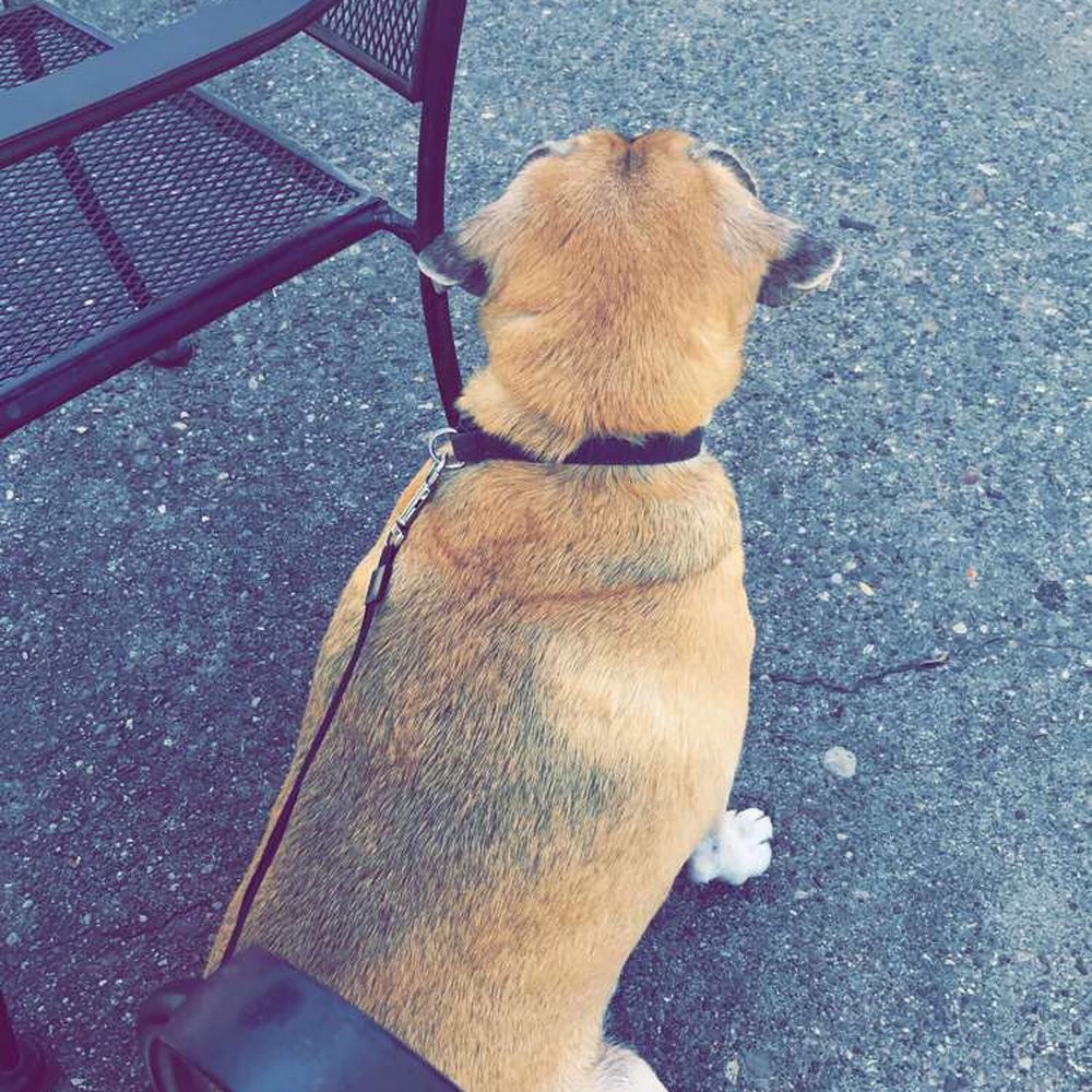 They allow pups on the patio! They allow pups on the patio!