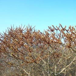 Ostseestrand bei Barendorf