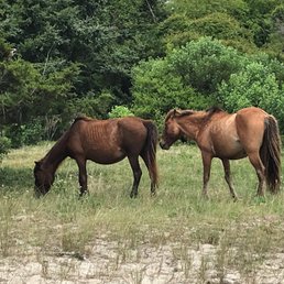 Wild horses on Carrot Island Wild horses on Carrot Island