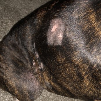 Galvez Veterinary Clinic - You can see it is on both sides.. started with her ears - Veterinarians Near Me - Prairieville, Louisiana Galvez Veterinary Clinic - You can see it is on both sides.. started with her ears - Veterinarians Near Me - Prairieville, Louisiana