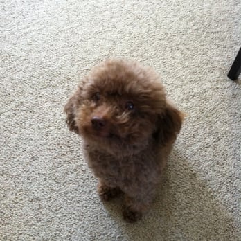 Pupperdoos And Kitties Too - "It's not haircut time again, is it?" - Pet Groomers Near Me - South Windsor, Connecticut
